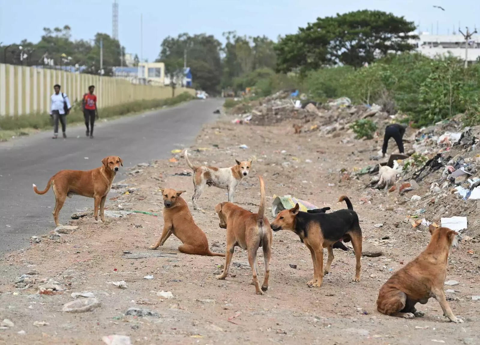 20-month-old girl mauled to death by stray dogs in Ponda