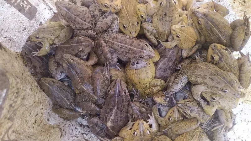 RPF rescues 450 frogs at Silchar railway stn