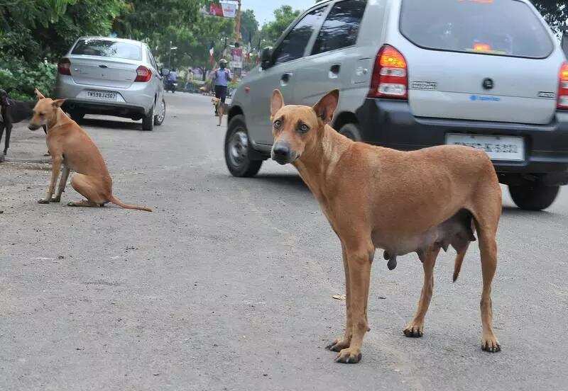623 canines sterilised, vaxxed in Salcete drive