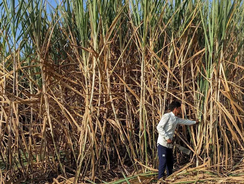 UP govt targets major growth in sugar sector to boost economy