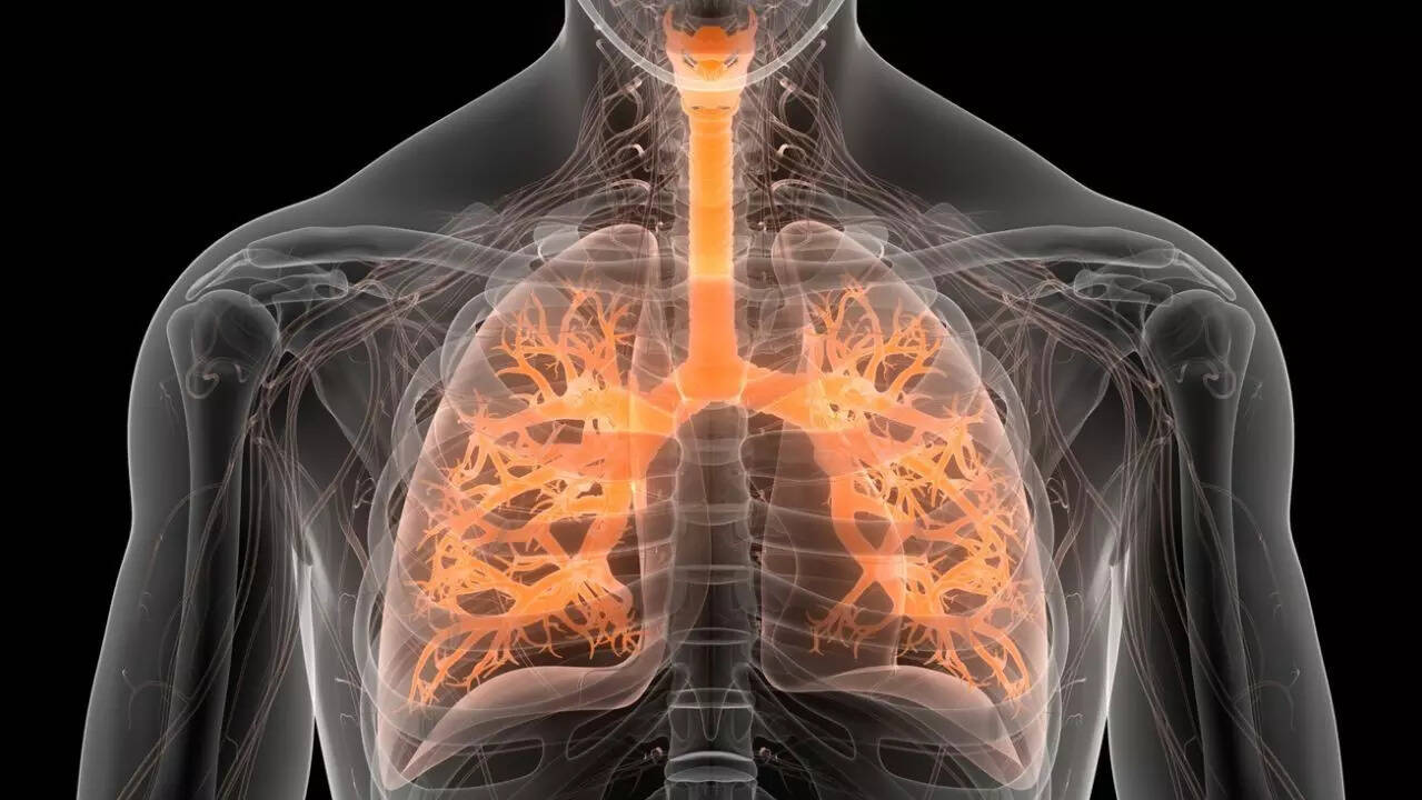 lungs