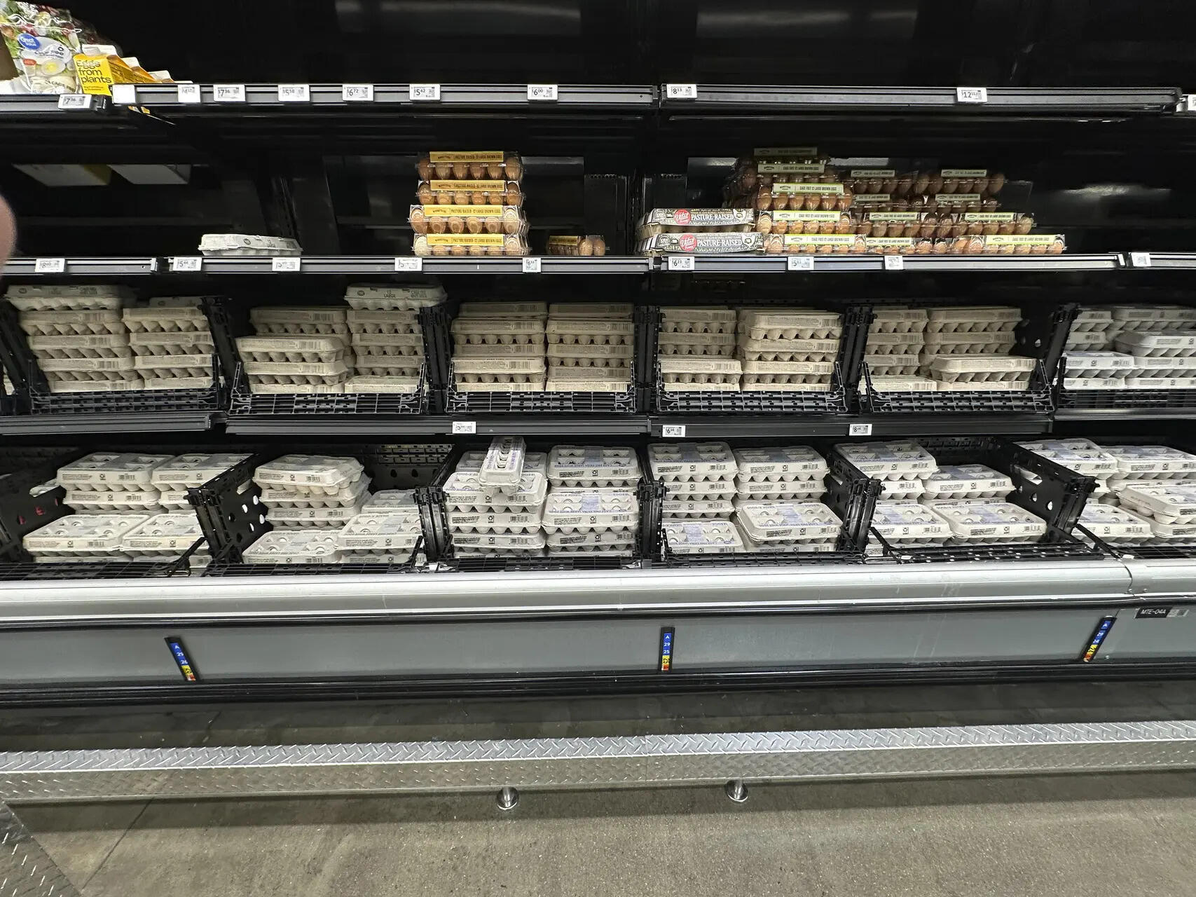 Egg