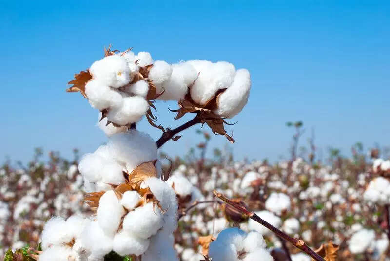 Subsidy on Bt cotton seeds to bring more area under cultivation: PAU V-C