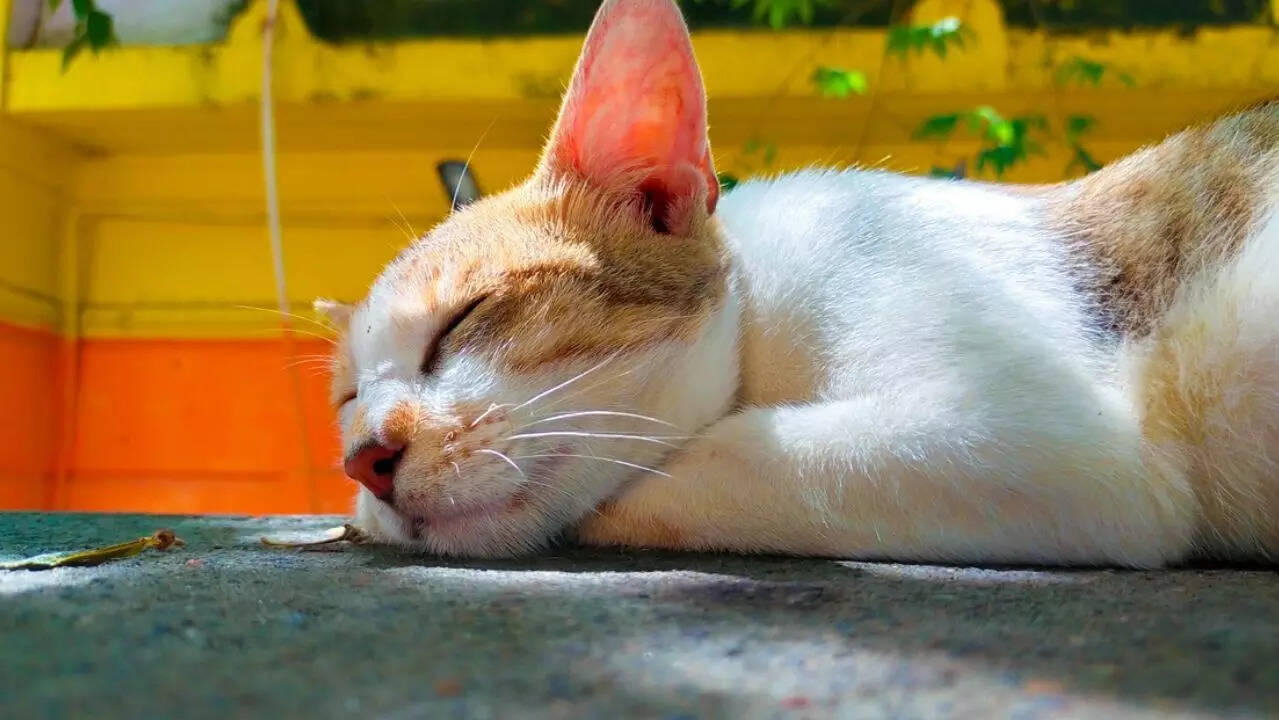 cat nap