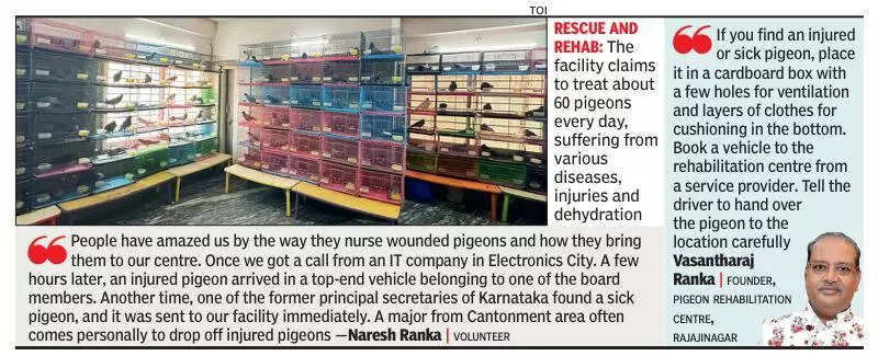 This centre in Bengaluru treats pigeons injured from cricket balls and balcony nets