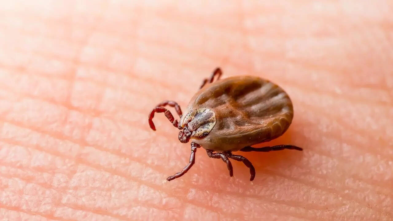 Lyme (1)
