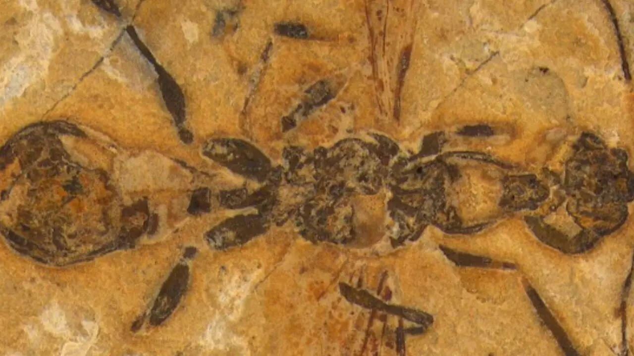 All about oldest ever ‘hell ant’ found recently