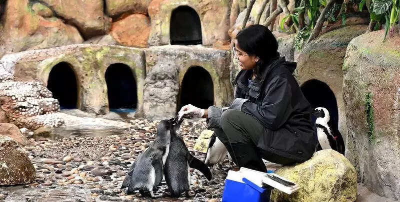 Gujarat Science City welcomes three African penguin chicks