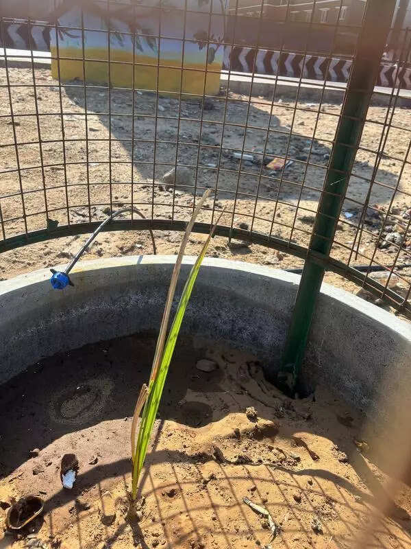 Drip tech to irrigate palmyra on Loop Rd