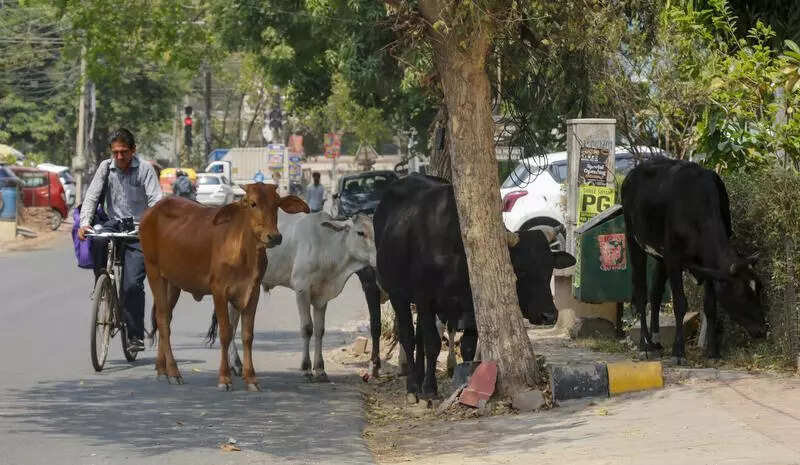 Stray cattle take over streets, MCG silent, commuters face accident risk