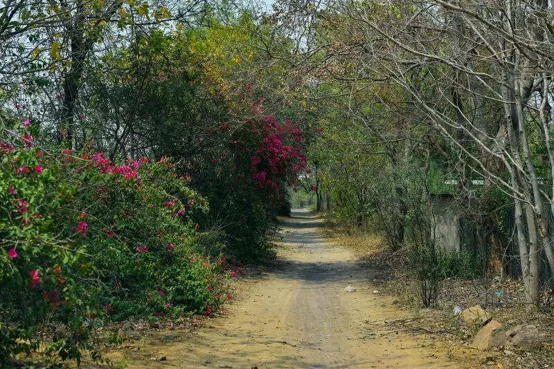 Cap on visitors and curbs on cameras in Bhondsi forest to protect rare birds
