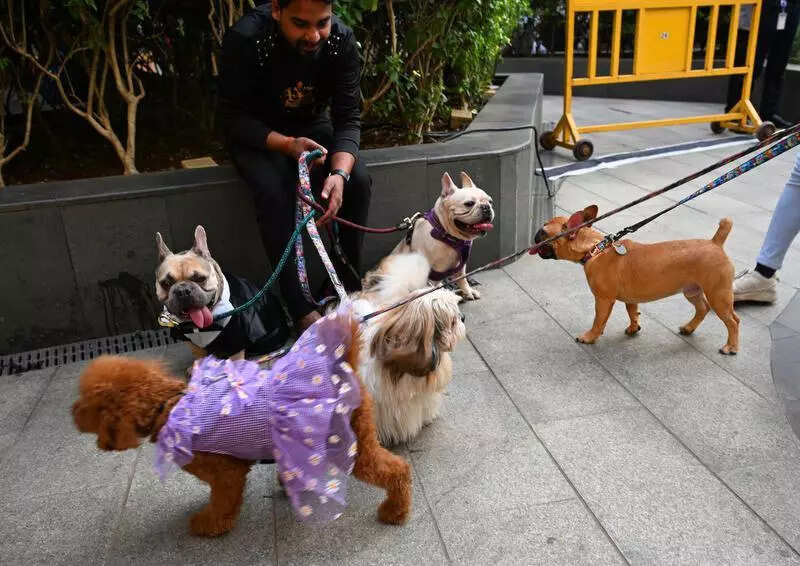 Animal lovers duped of 12L, conman caught