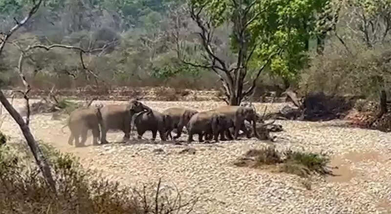 10 elephants from Rajaji trek to Kalesar, biggest herd to have made the journey