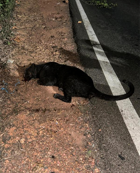 Black panther’s death exposes rapid urbanisation, eco crisis