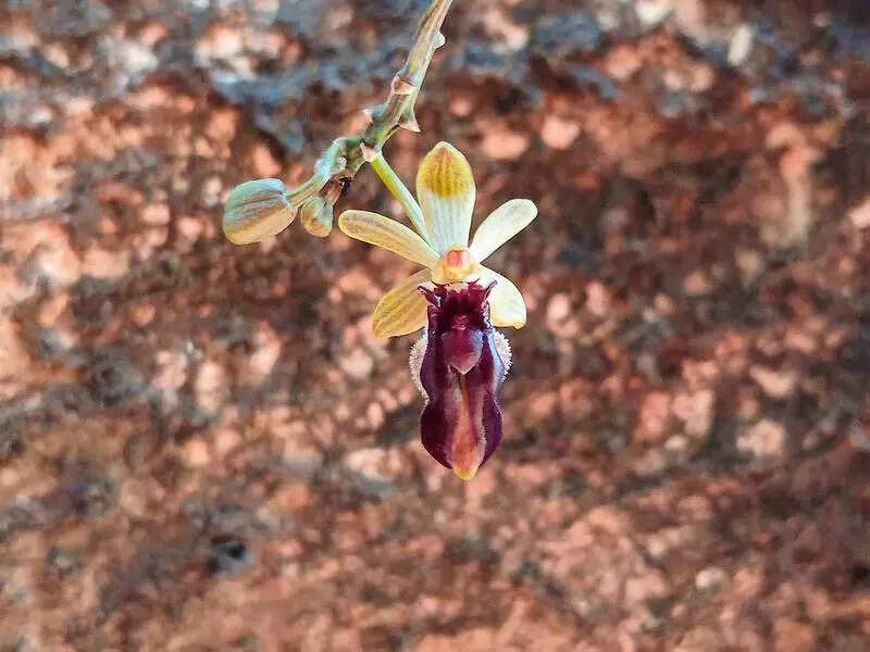 Orchid that mimics female bee blossoms amid Sal biodiversity