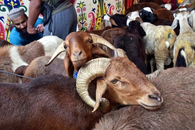 ACB raids kingpin’s home in Rs 2.32 cr sheep scam; luxury cars seized