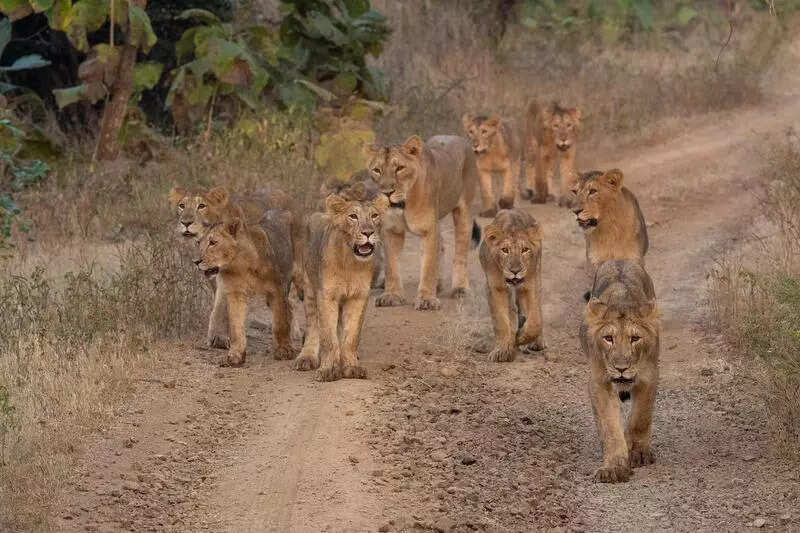 In a first, lion census to cover entire Saurashtra, Diu