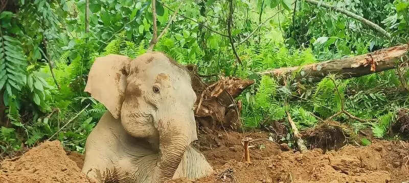 Elephant trapped in Arunachal pit rescued