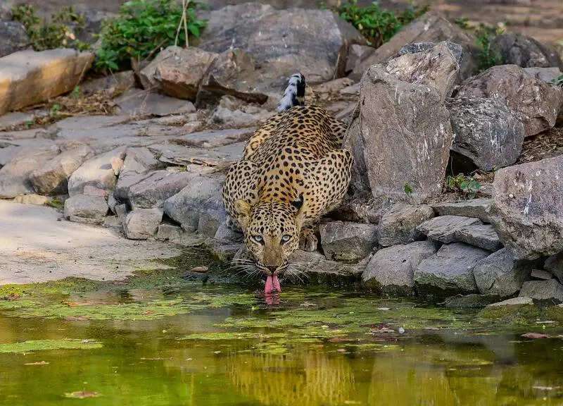 msid 120833362,imgsize 102210 https://jaipur.visitinrajasthan.com/wp-content/uploads/2023/10/cropped-cropped-R-2.png