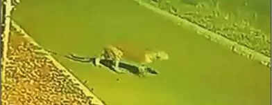 Spot check: Leopard on the prowl, Maruti campus shut for two days in Rohtak