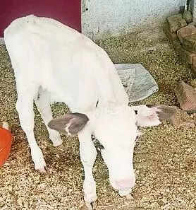 ‘Of no use’ to them, farmers abandon male Jersey calves