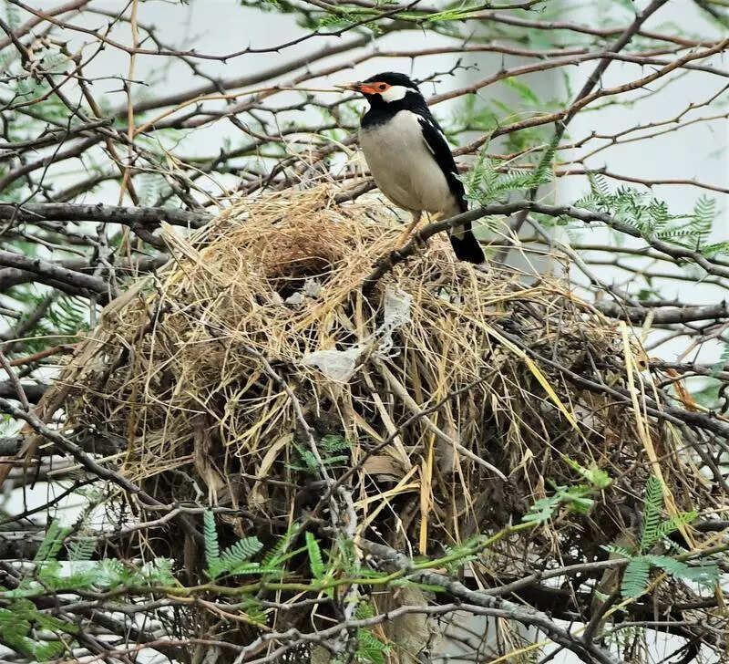 As migratory birds fly home, native species thrive in Pallikaranai marsh
