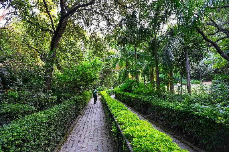 Forest dept issues tree pruning SOPs