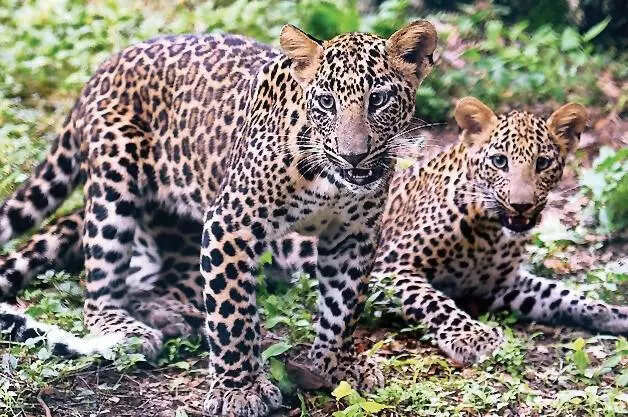 In search of water, leopard attacks 2 farmers, forest officer