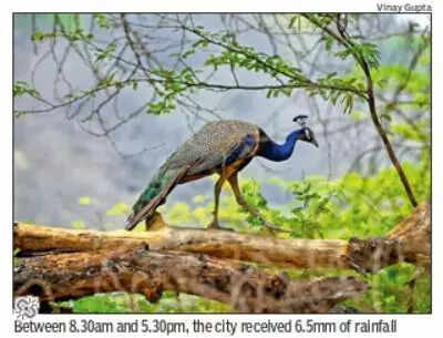 Heavy rain & strong winds likely for two days, max temp drops to 32.6°C in Gurgaon