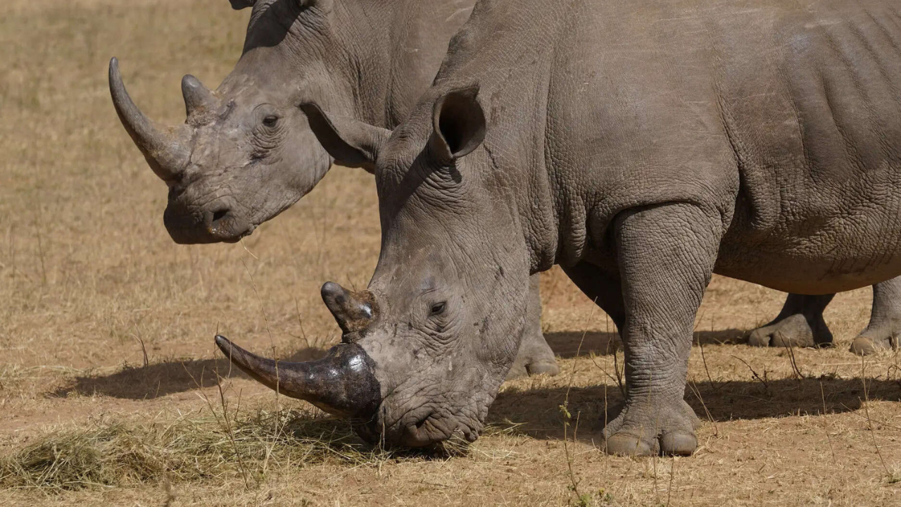 Poachers have killed over 100 rhinos in South Africa this year. Most were in national parks