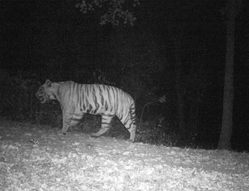 Fear of tiger keeps tribals away from Dalma core area