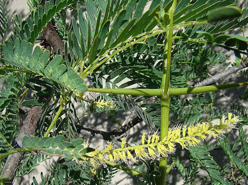 Eco-restoration mission to free Vrindavan of green scourge