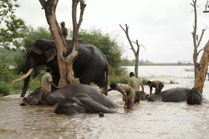 Karnataka high court issues directives to prevent elephant deaths from electrocution