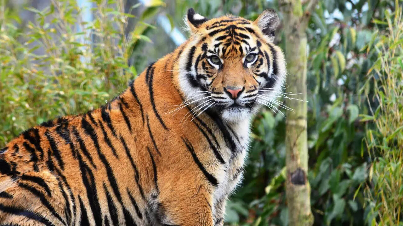 Giant tiger spotted in U'khand: 4 other sightings