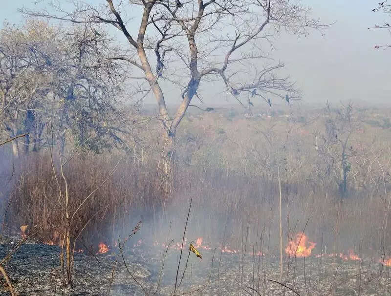 Chatra dist affected by deforestation and declining groundwater table