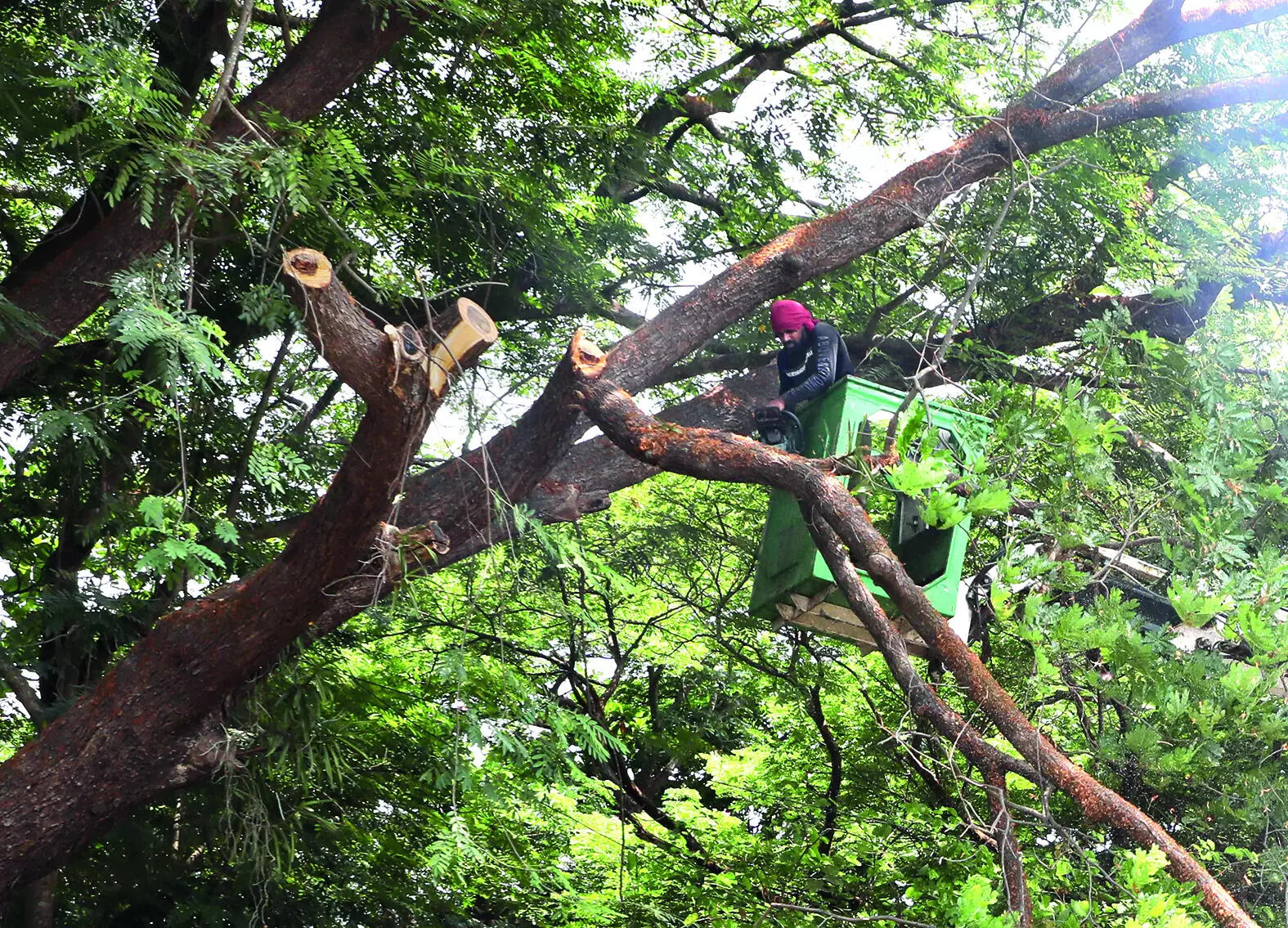 Panaji prepares for rains with tree trimming, drain desilting