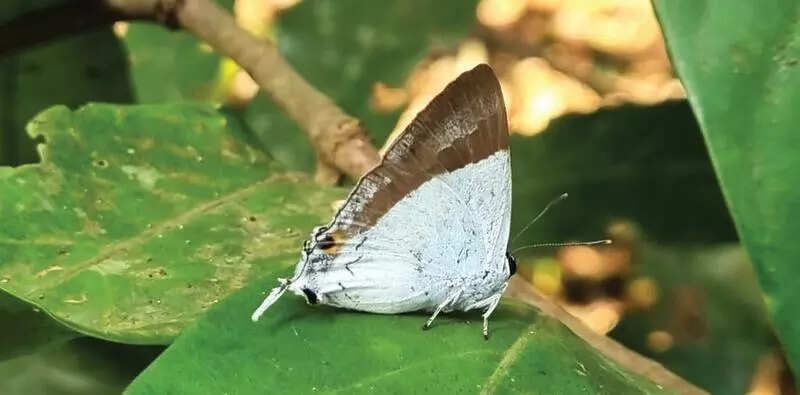 Rare butterflies documented in city nature challenge