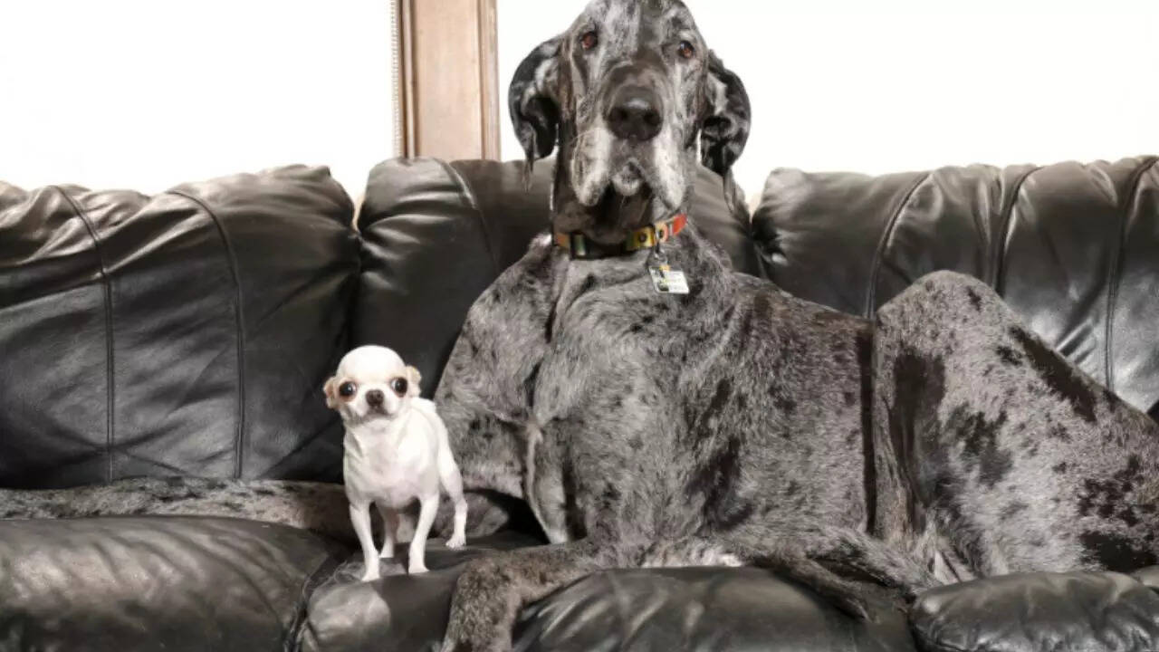 World’s tallest and smallest dogs share adorable playdate in Idaho Falls organised by Guinness World Records