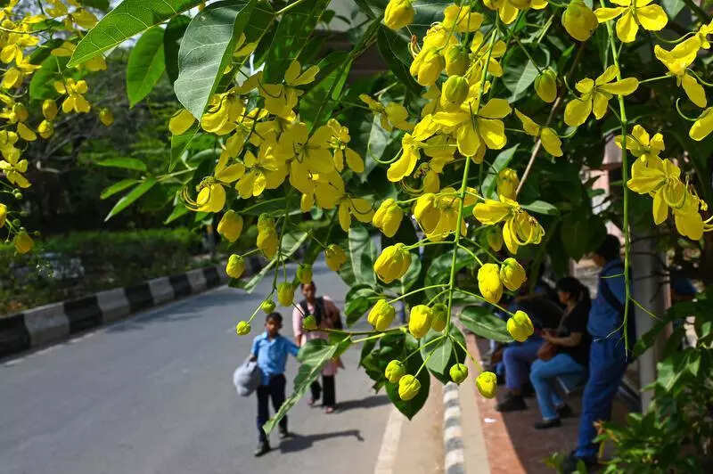 Gold standard: Delhi’s streets awash in amaltas glory