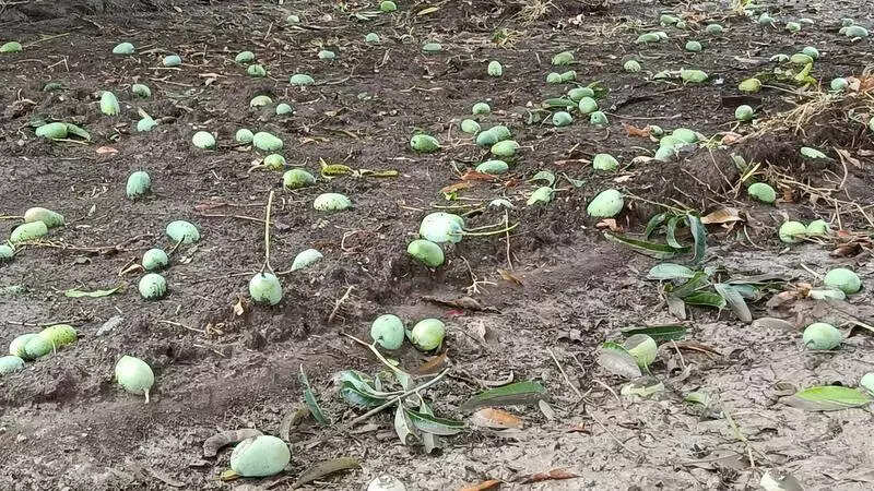 Unseasonal rain to impact mango, sesame crops in state