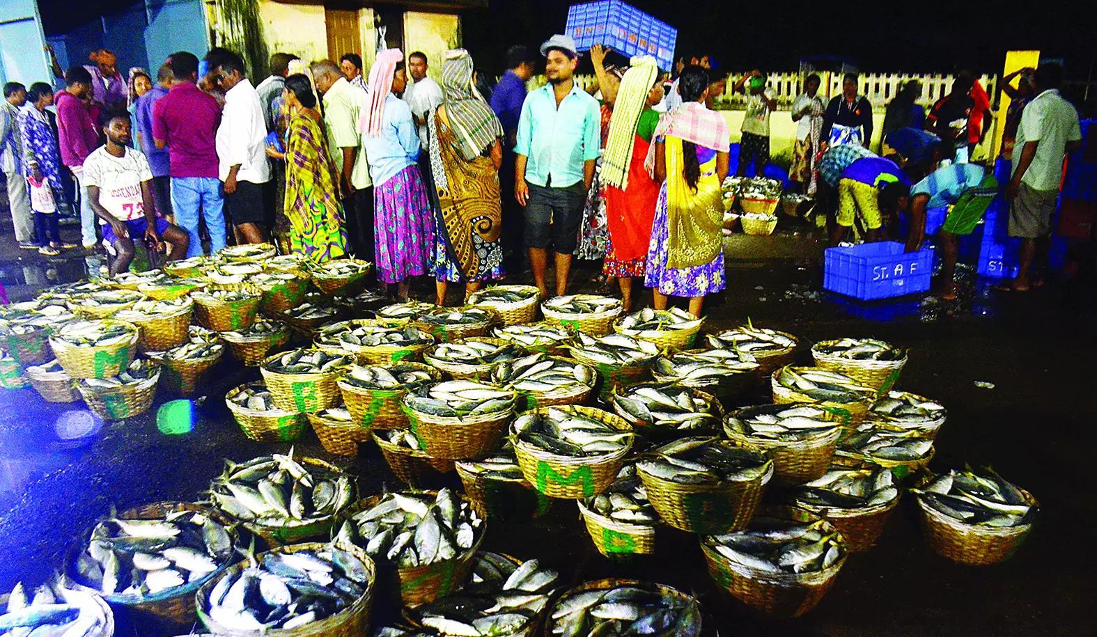 ‘Diesel generators are directly linked to LED fishing’