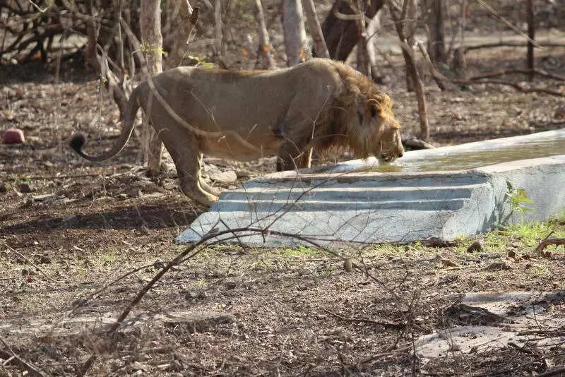 16th Asiatic lion count using advanced technology begins today