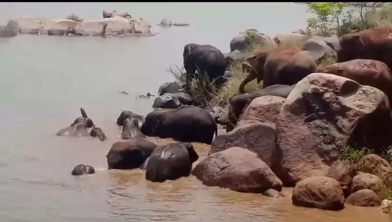 Elephants seek relief from heat in Keonjhar river