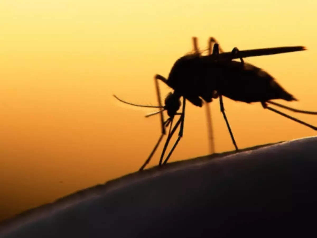 Target sites breeding dengue and malaria vectors: Govt to all depts