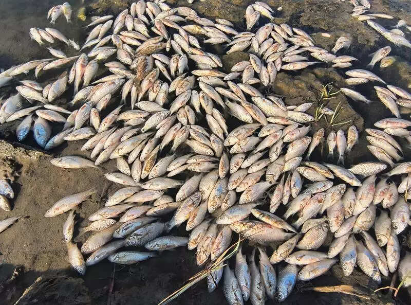 Fish continue to die in Thane lake despite TMC action