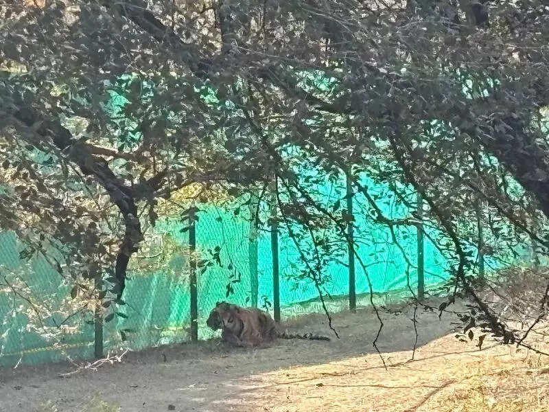 msid 121089274,imgsize 127492 https://jaipur.visitinrajasthan.com/wp-content/uploads/2023/10/cropped-cropped-R-2.png