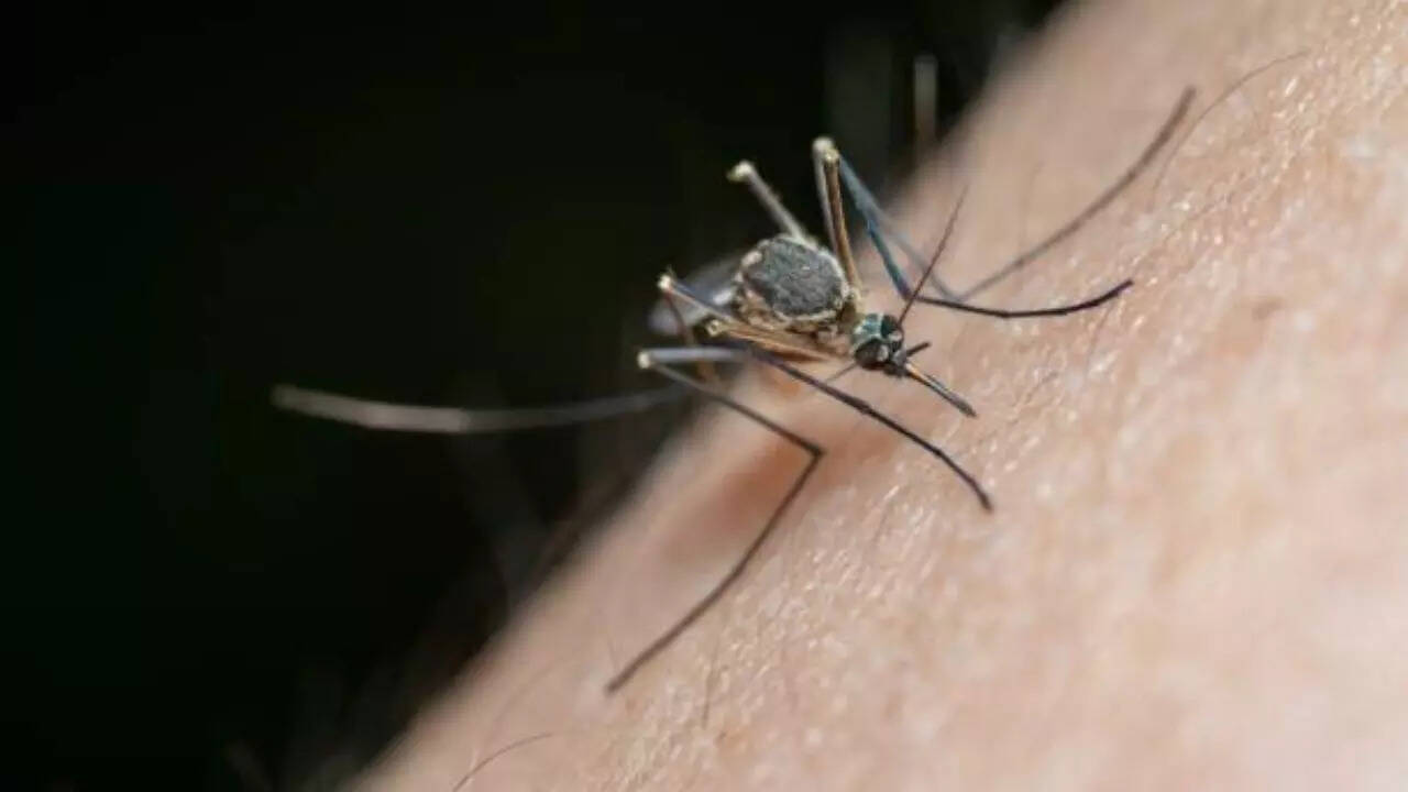 Chikungunya spreads by bites of infected mosquitoes