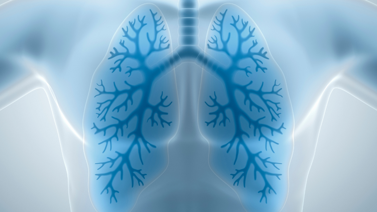 lungs
