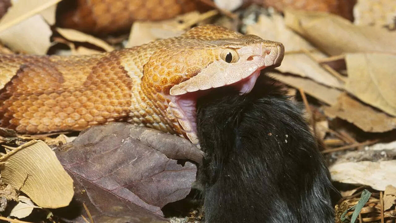 How snakes digest food: Differences from humans