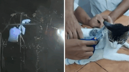 Cat in custody: Kitty caught smuggling crack cocaine and weed into Costa Rican prison